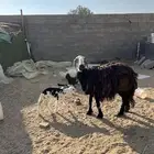 غنم كفو للبيع