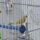 بغبغاء كناري
