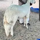 طلي مشروع كفوو فحل ثني وينسف