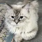 قطط شيرازي لوجه الله