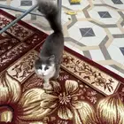 قطه للتبني