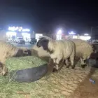 ضحايا