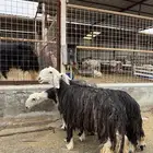 غنم نجد