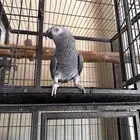 ذكر كاسكو ( تم البيع )