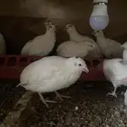 سمان جامبو جاهز لذيح
