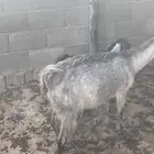 للبيع عنز