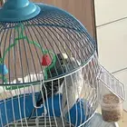 جوز طيور الحب