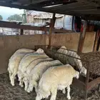حريات ممتازه ونظيفة