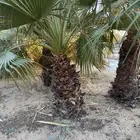 نخيل واشنطونية