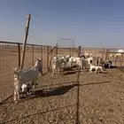 معزاء