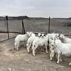 بهم ذبايح للبيع