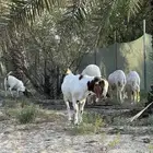 تيس بورقيت ثني بيور 100