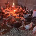 صيصان عمر شهر ونص