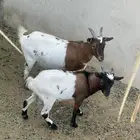 تيس قزم