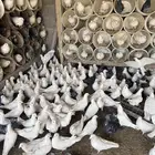 موجود حمام فرنسي سوبر جامبو