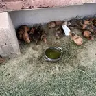 وبرأن للبيع