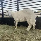 خروف