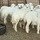 للبيع جذعات رخال حري