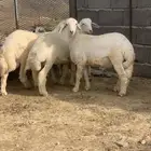 طليان صنف