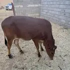 ثنتين من البقر كفوو وصغار سن