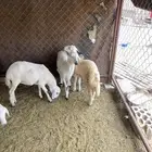 رخال للبيع كفو ونضيفه من الامراض