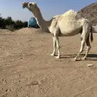 عفراء مضروبه اليوم فيها هزاه بصيطه