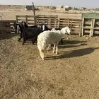 رخل ثنيه مشروطه ونظيف شرط