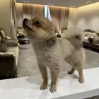 بومرينيان ذكر