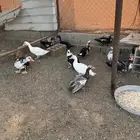 بط اعمارهن 10شهور عددهن 15 الموقع دومه