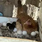دجاجه