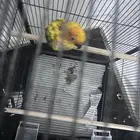 فرخ صن كنيور