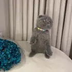 قطط للبيع سكوتش