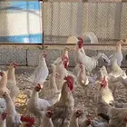 عشره ديك فيومي المنيوم