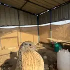 سمان بياض