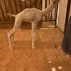 للبيع حوار ضيار