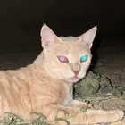 قطه بلديه بلون نادر العمر 6سنوات