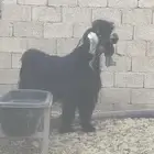 فحل عارضي مع جفر من انتاجه
