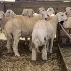 ذبائح حري ثلاجه ومناسبات
