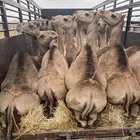 للبيع القعدان الكفو للمبادي وزواجات