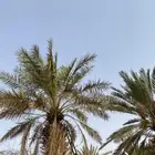 نخل للبيع