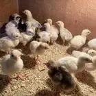 للبيع صوص دجاج رومي