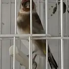 حسون انثي تم البيع
