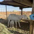 حريه