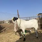 تيس فحل للبيع صنف