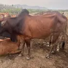 ثور وعجل للبيع العرضية الجنوبية