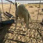 للبيع قعود