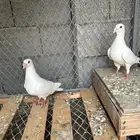 زاجل سباق