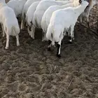 طليان رفد محلي لس مستورد