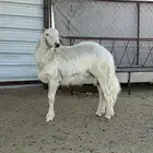 خروف اصفر كفو مشروع فحل