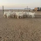 حريات ولد ودفيع
